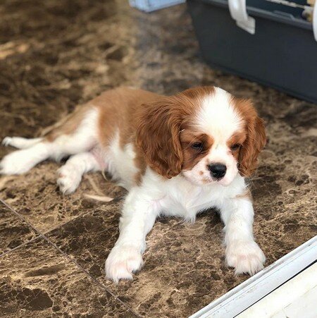 Собака Ксении Бородиной - Берти